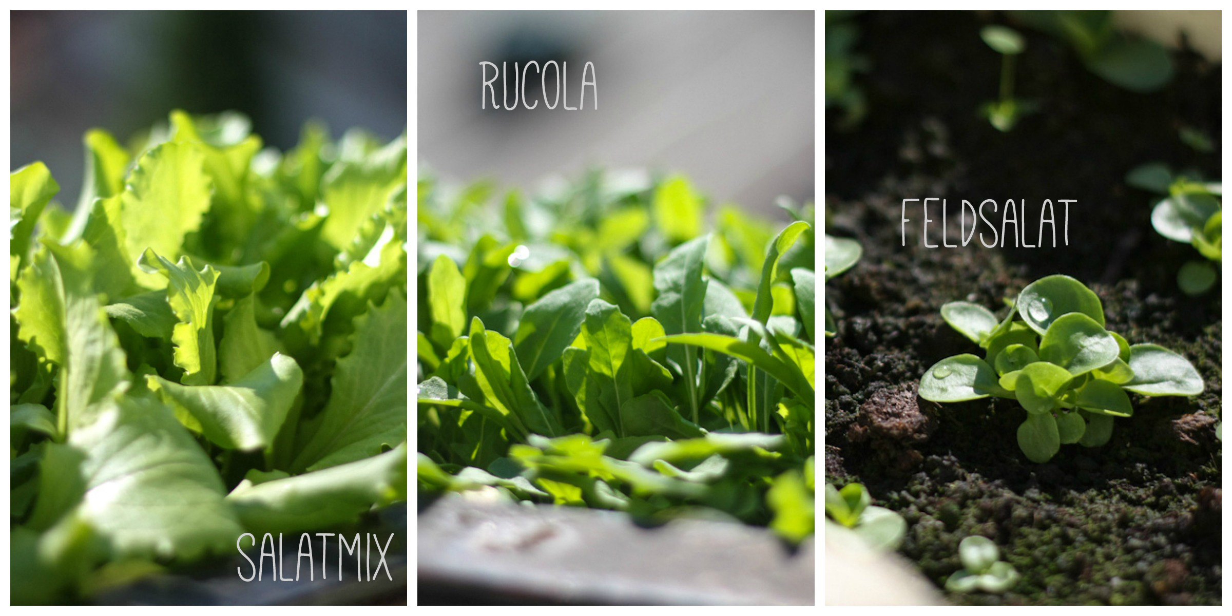 Ayurveda im Parkschlösscchen