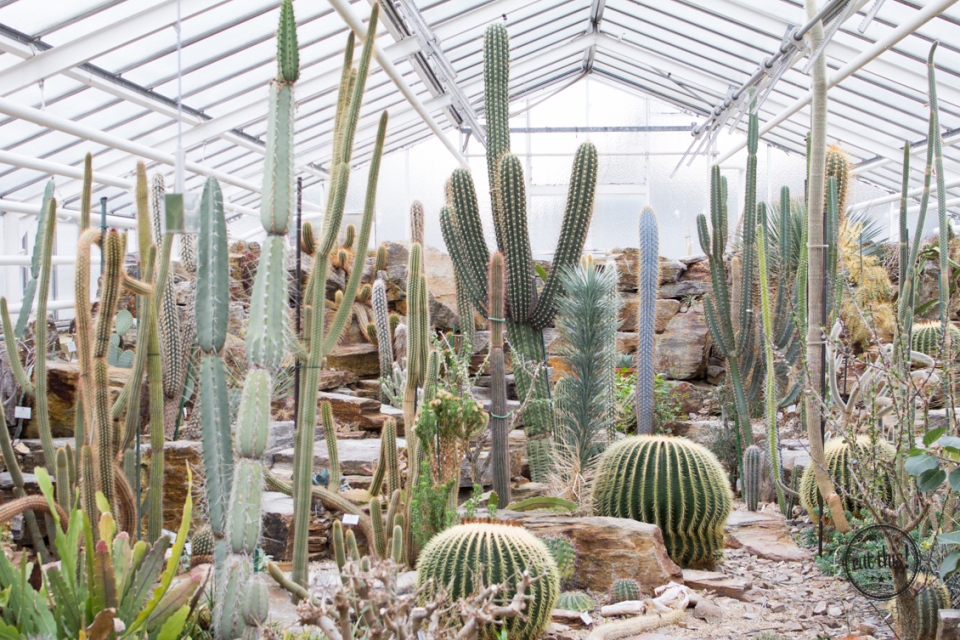 Botansicher Garten-5