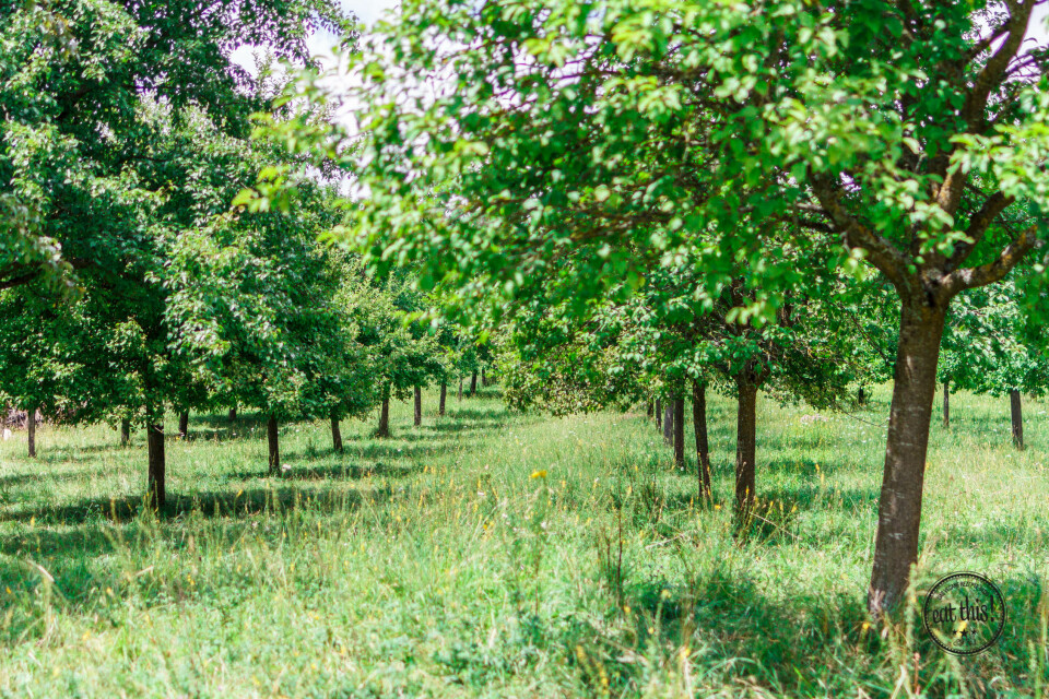 Griechischer Mason Jar Salat-2-2