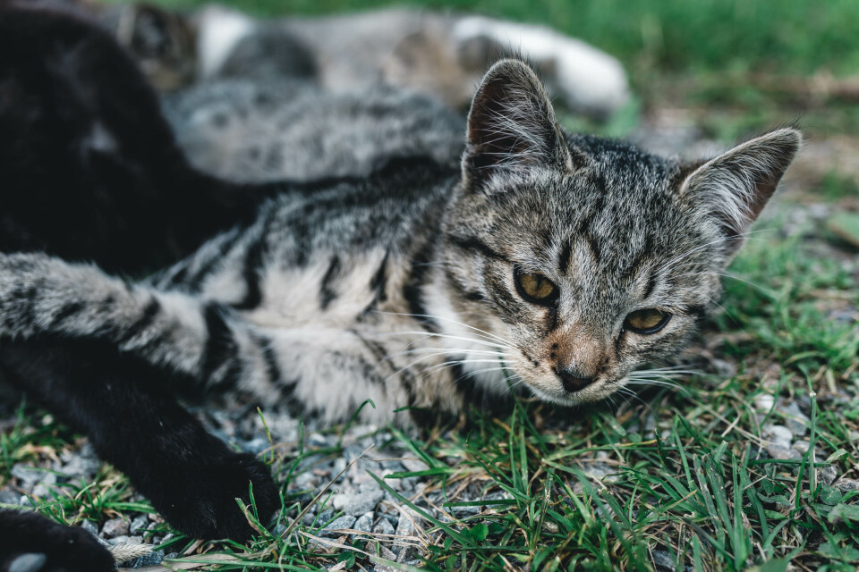 Mountain Kitchen Meetup No. 1