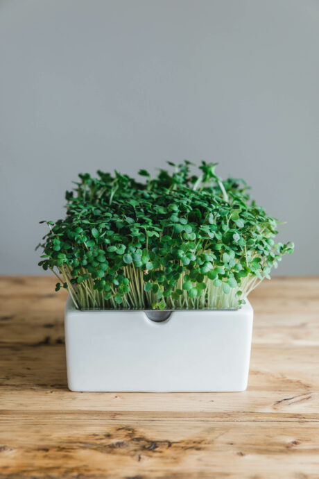 Hummus mit gegrilltem Gemüse & Microgreens