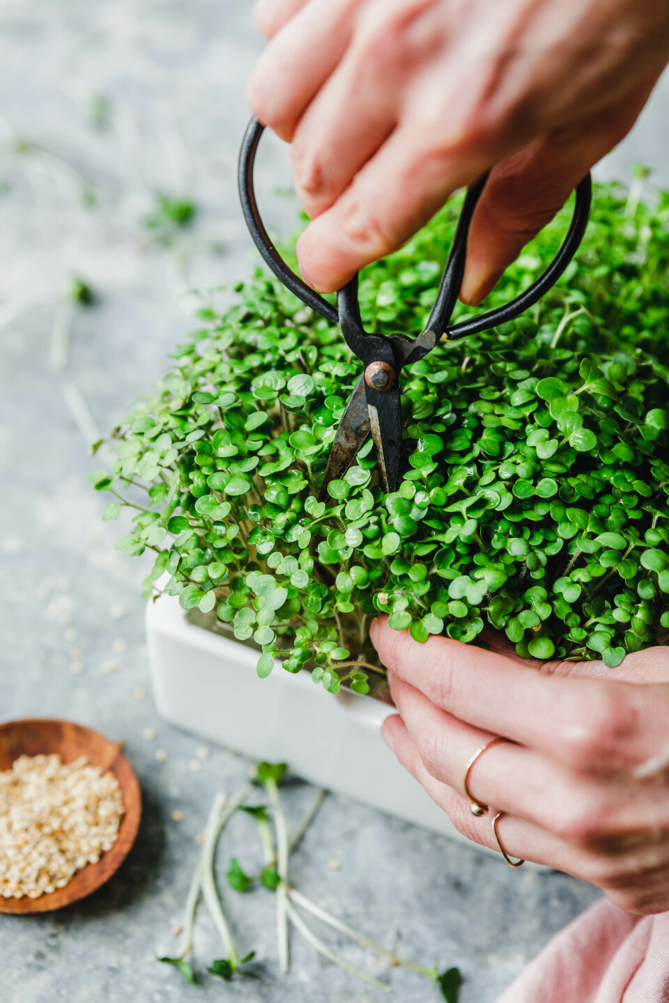 Microgreens von Heimgart