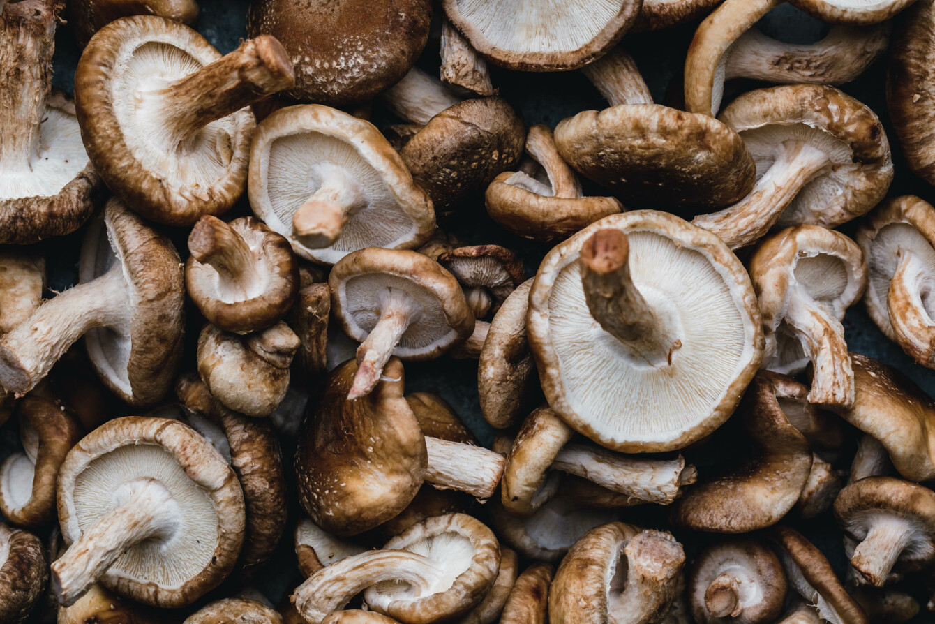 Shiitake