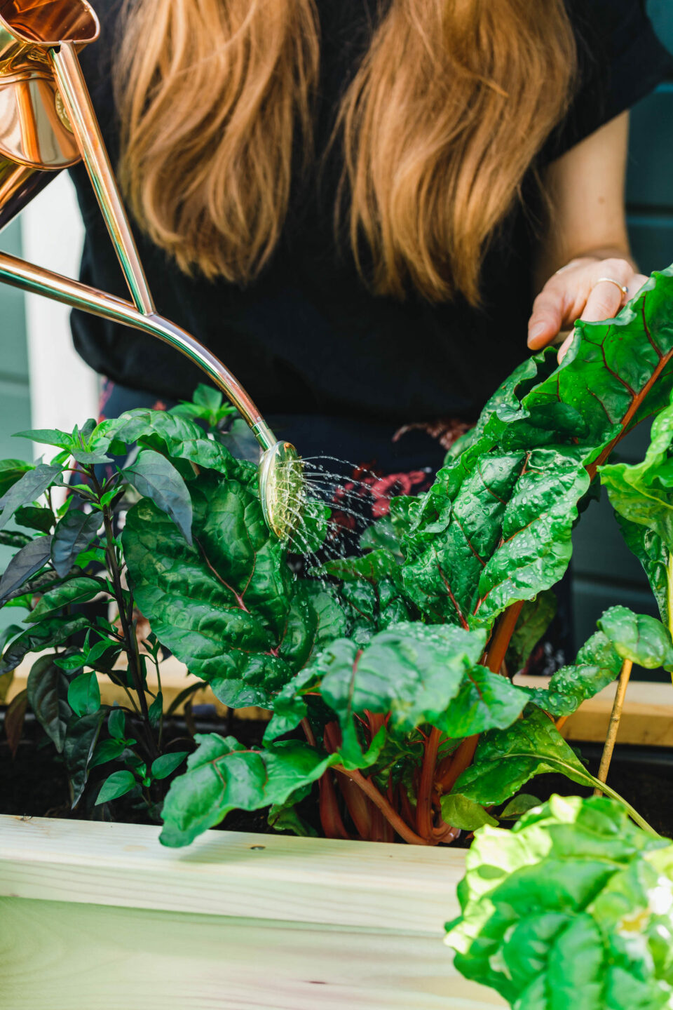 Mangold aus dem Hochbeet