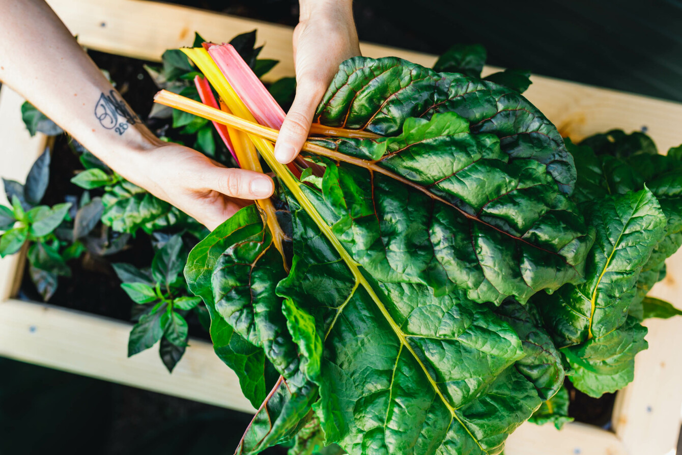 Mangold aus dem Hochbeet